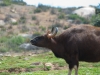 20090502 SanDiegoWildlifePark33.jpg